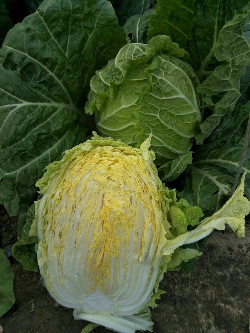 黄心白菜秋宝光临