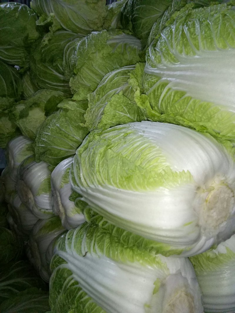 黄心白菜秋宝光临
