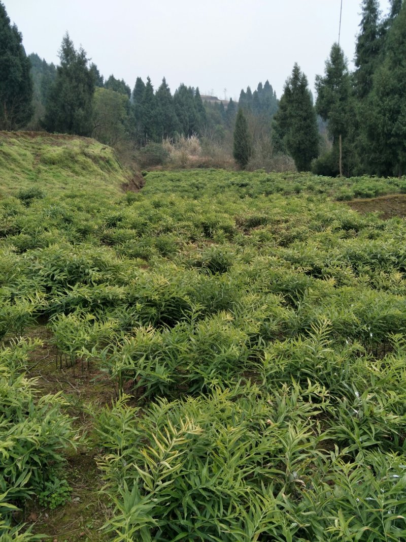 黄精种茎，多花姜型不倒苗高产黄精品种，可选芽头
