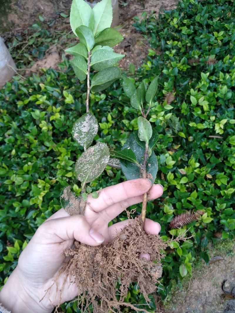 地栽茶花苗长期供应福建产地直销一手货源长期供应货源充足