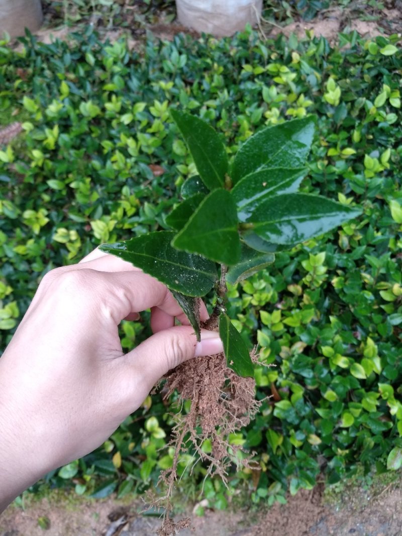 地栽茶花苗长期供应福建产地直销一手货源长期供应货源充足