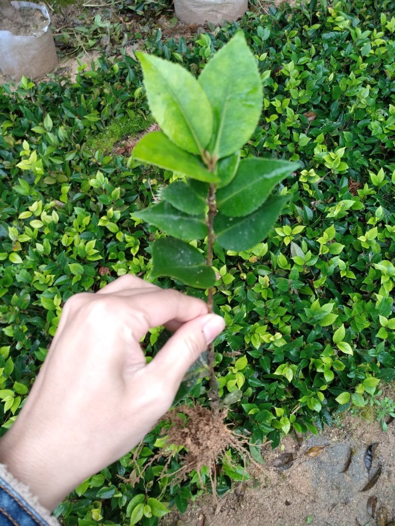 地栽茶花苗长期供应福建产地直销一手货源长期供应货源充足