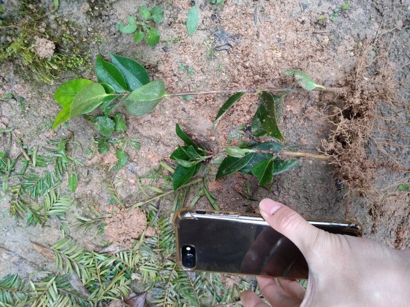 地栽茶花苗长期供应福建产地直销一手货源长期供应货源充足