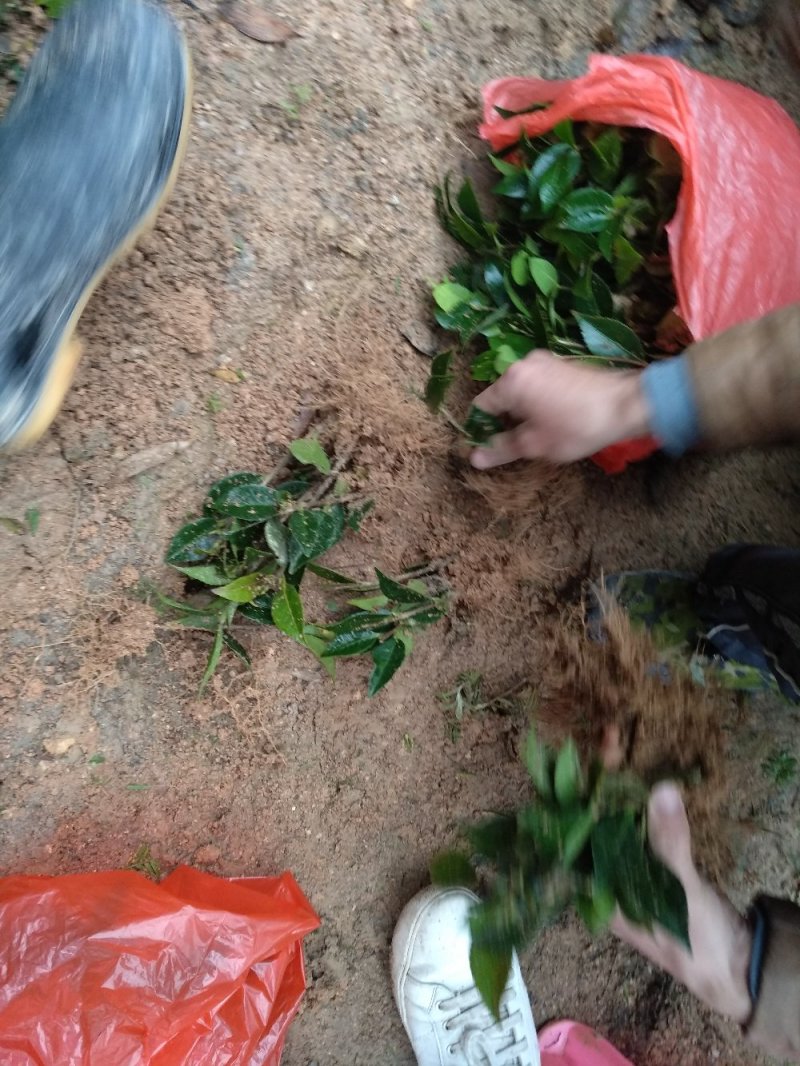 地栽茶花苗长期供应福建产地直销一手货源长期供应货源充足
