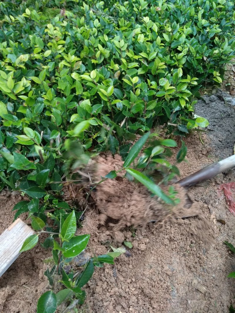 地栽茶花苗长期供应福建产地直销一手货源长期供应货源充足