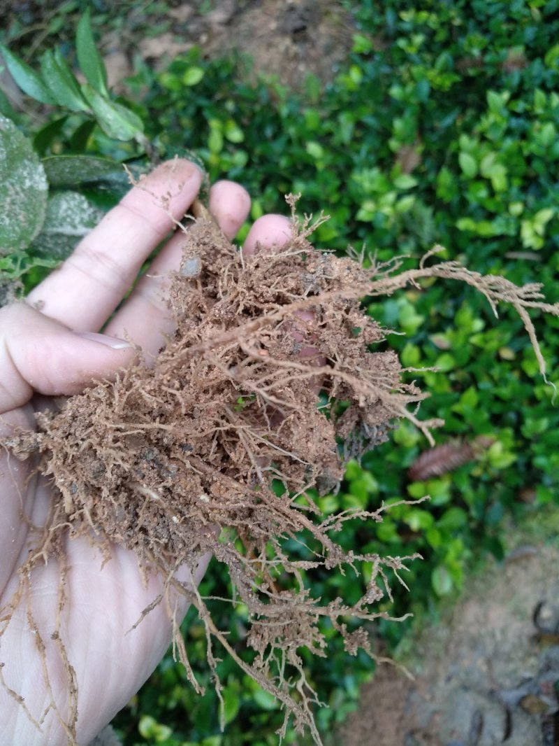 地栽茶花苗长期供应福建产地直销一手货源长期供应货源充足