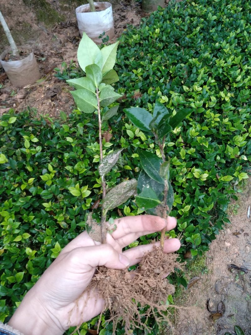 地栽茶花苗长期供应福建产地直销一手货源长期供应货源充足