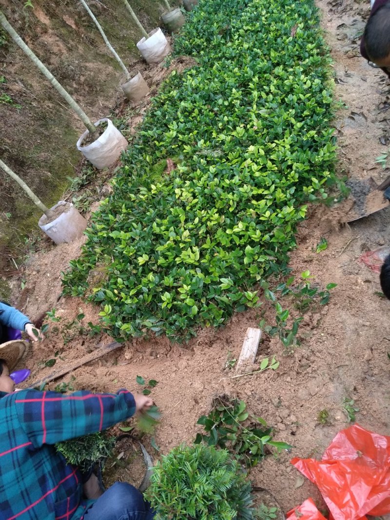 地栽茶花苗长期供应福建产地直销一手货源长期供应货源充足