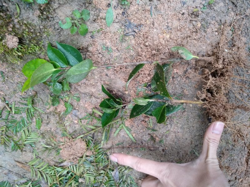 地栽茶花苗长期供应福建产地直销一手货源长期供应货源充足