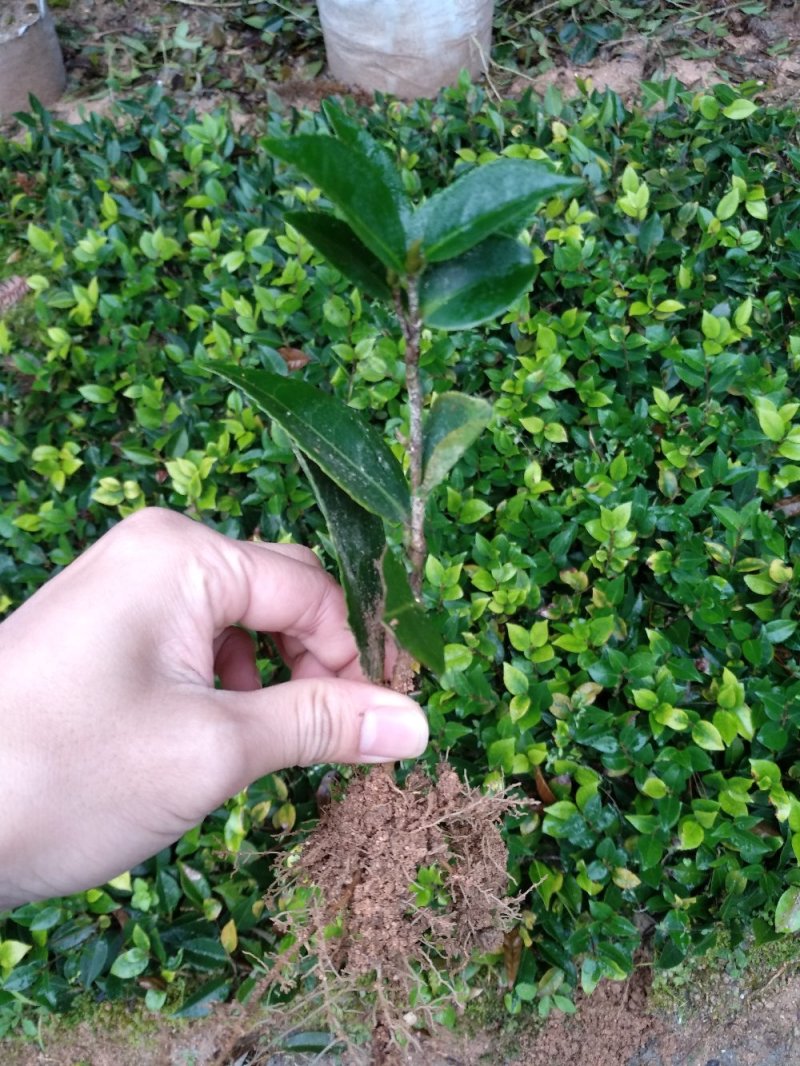 地栽茶花苗长期供应福建产地直销一手货源长期供应货源充足