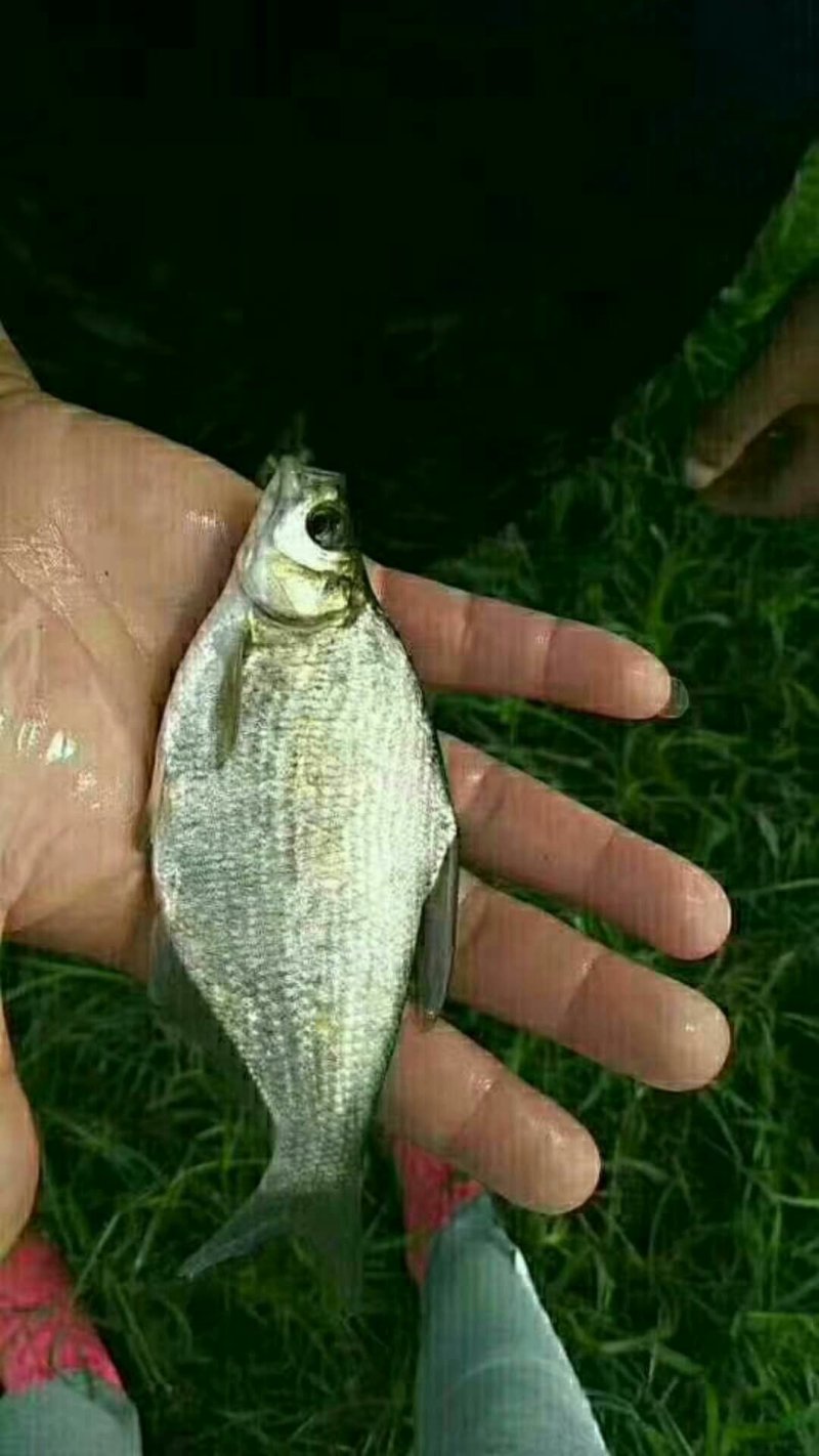 鳊鱼苗