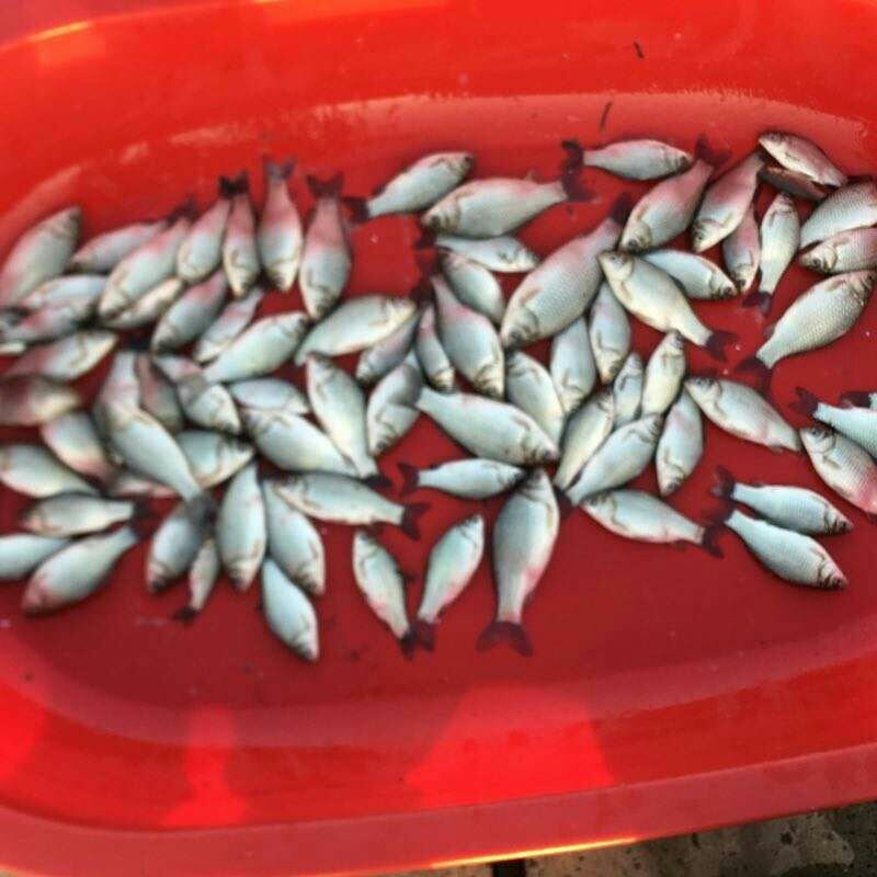 鲫鱼苗