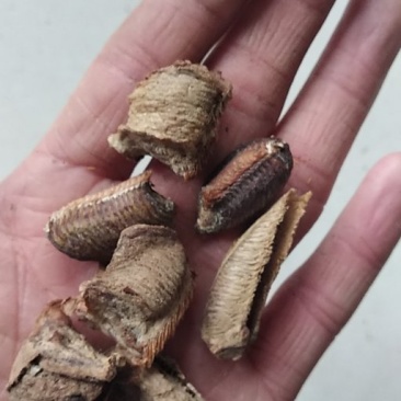 桑螵蛸山东产地直供大货质量保证价格合理