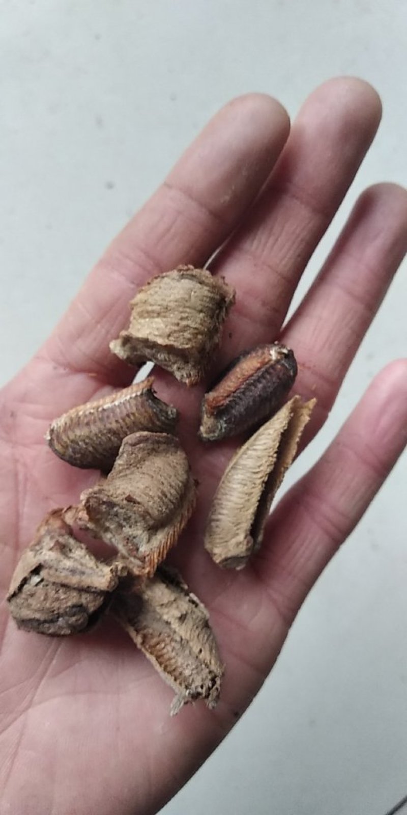 桑螵蛸山东产地直供大货质量保证价格合理