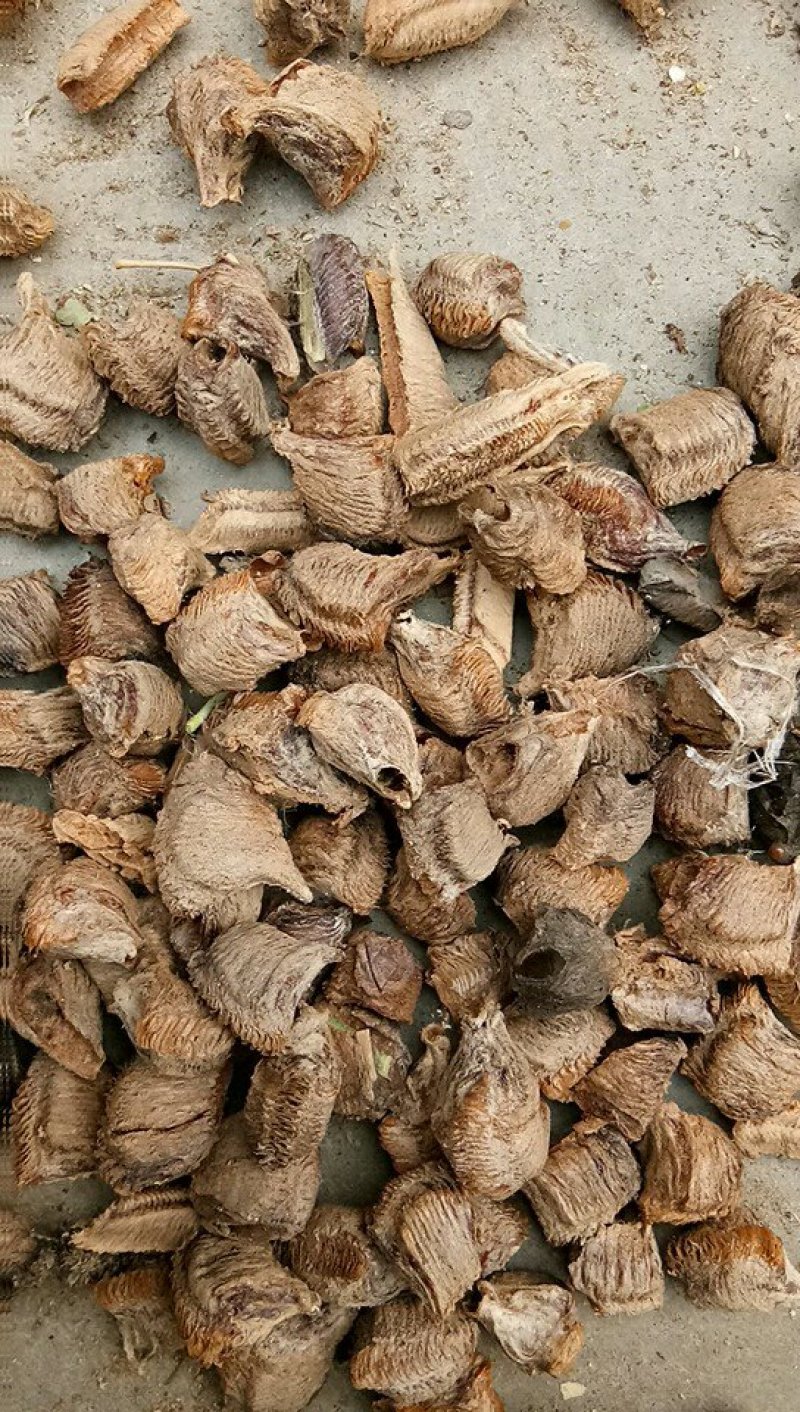 桑螵蛸山东产地直供大货质量保证价格合理