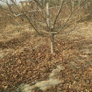 精品山楂树10～15公分