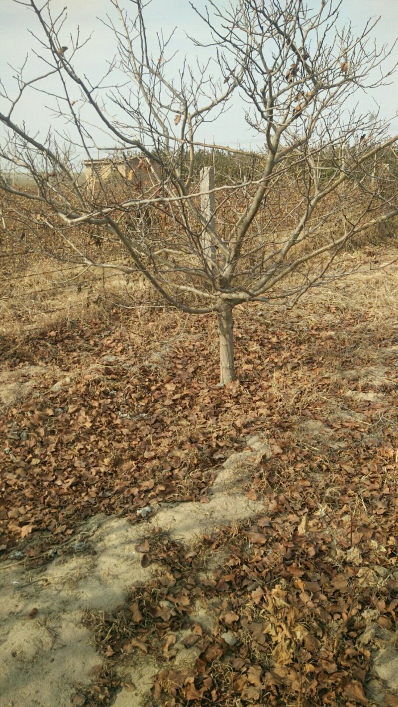 精品山楂树10～15公分