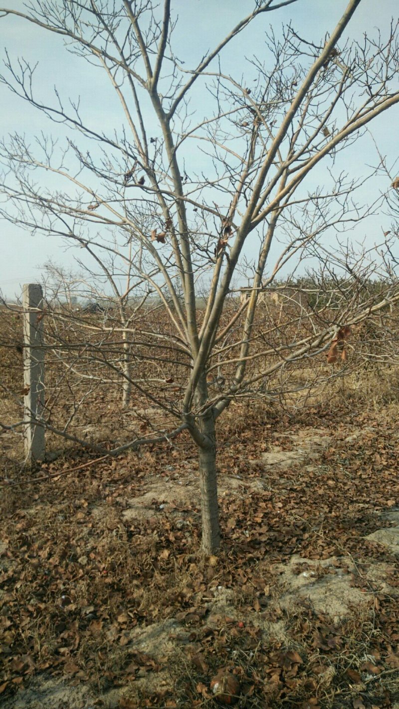 精品山楂树10～15公分