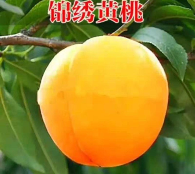 锦绣黄桃苗桃树苗【速生生长速度结果快】成活率高