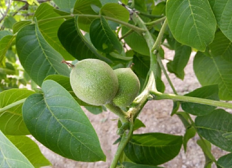 核桃苗