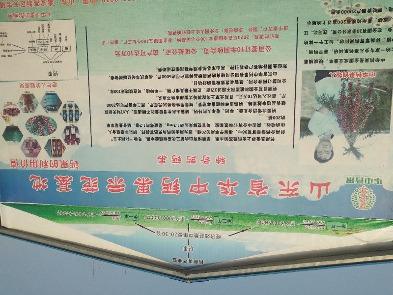 中国最大的钙果基地在泰安市天宝镇！
