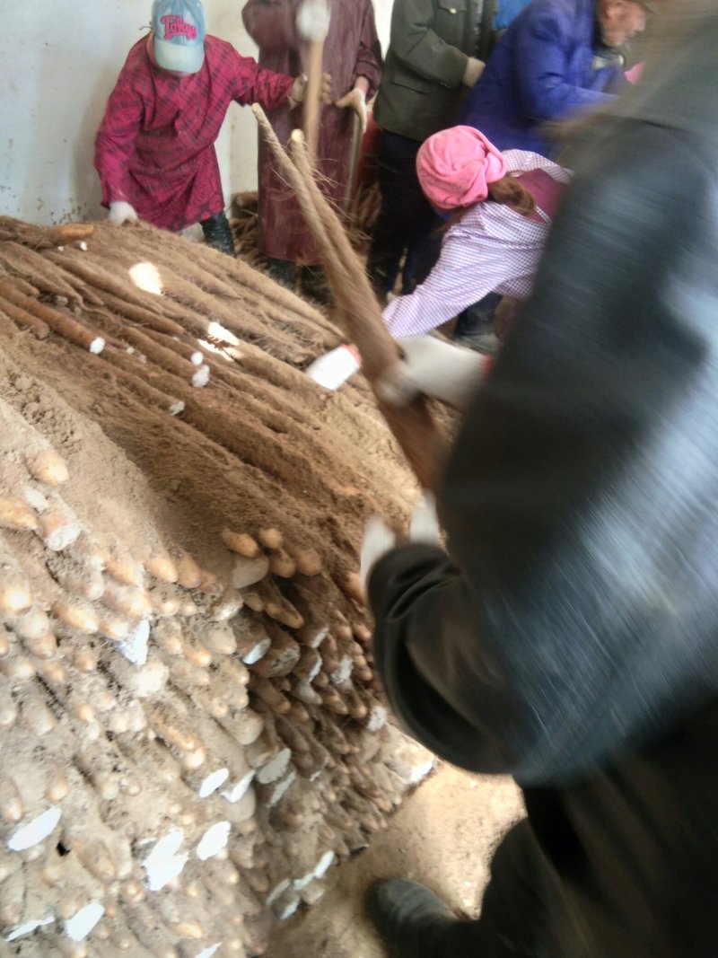 九斤黄山药，铁棍山药。