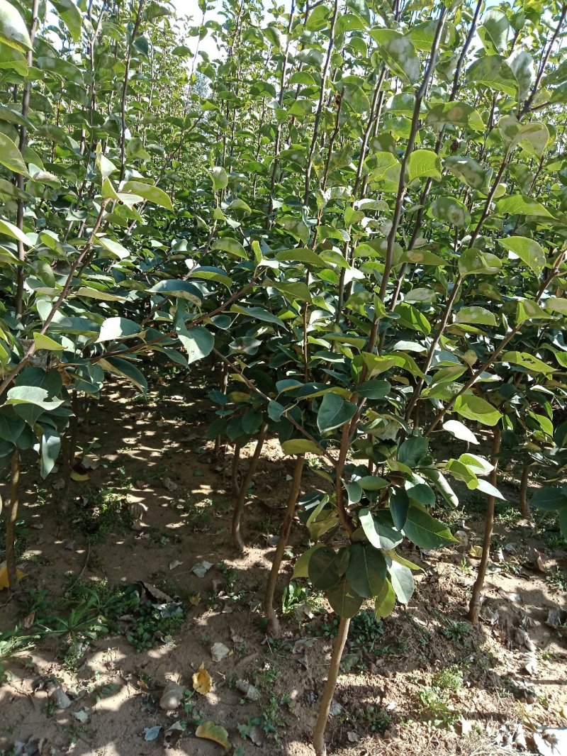 梨树