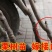 板栗苗大量现货供应可以实地考察