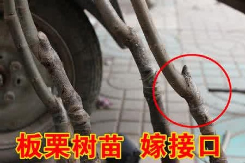 板栗苗大量现货供应可以实地考察