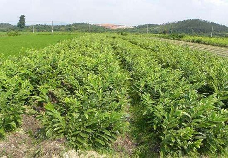板栗苗大量现货供应可以实地考察