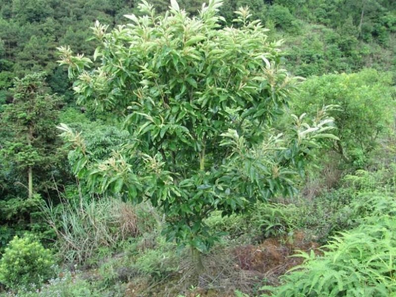 板栗苗大量现货供应可以实地考察