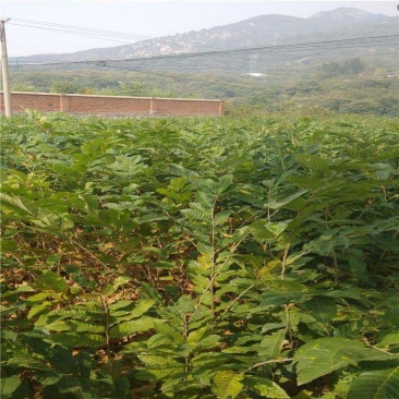 板栗苗大量现货供应可以实地考察