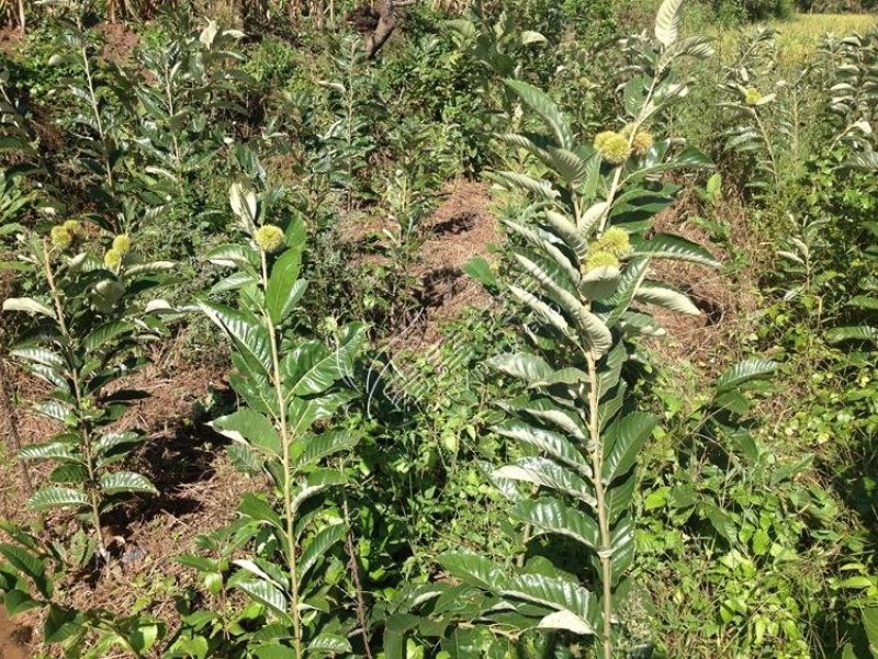 板栗苗大量现货供应可以实地考察