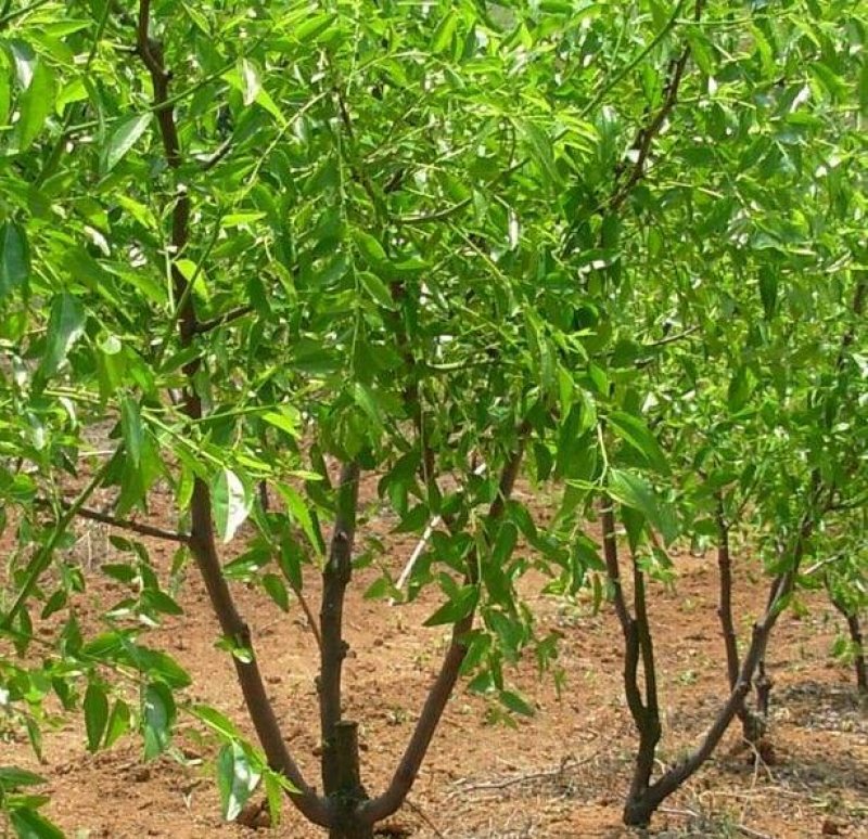 枣树苗大量现货供应可以实地考察