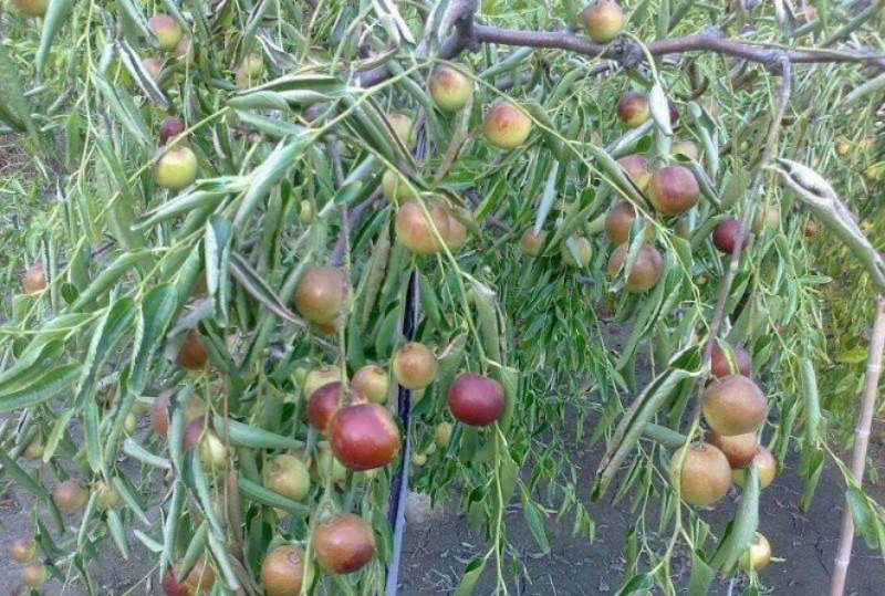 枣树苗大量现货供应可以实地考察
