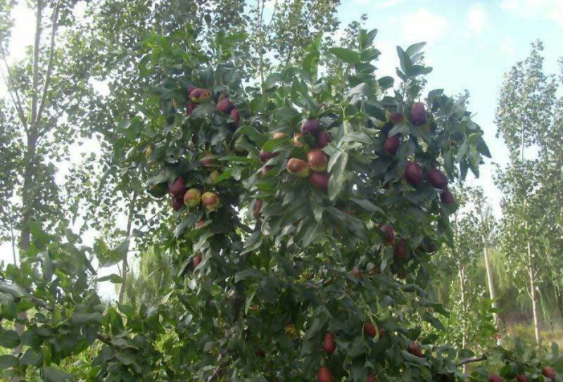 枣树苗大量现货供应可以实地考察