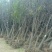 枣树苗大量现货供应可以实地考察