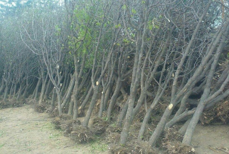 枣树苗大量现货供应可以实地考察