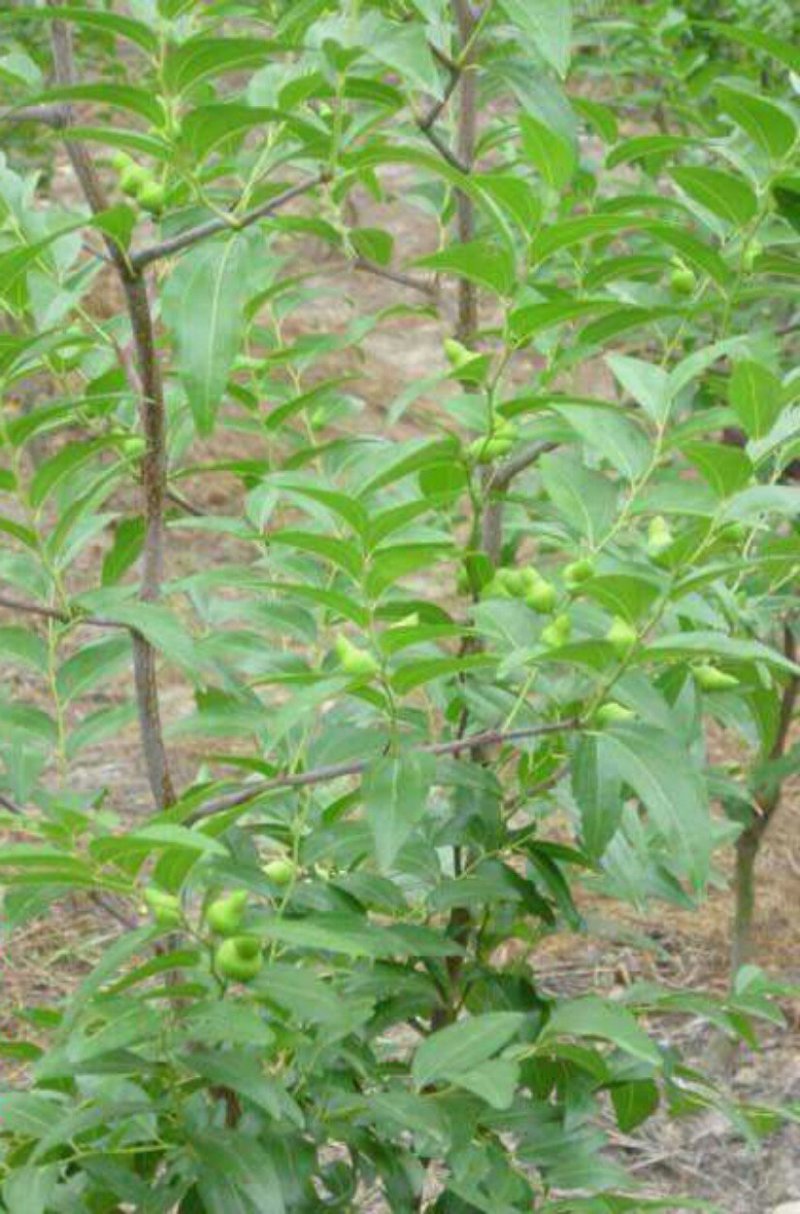 枣树苗大量现货供应可以实地考察