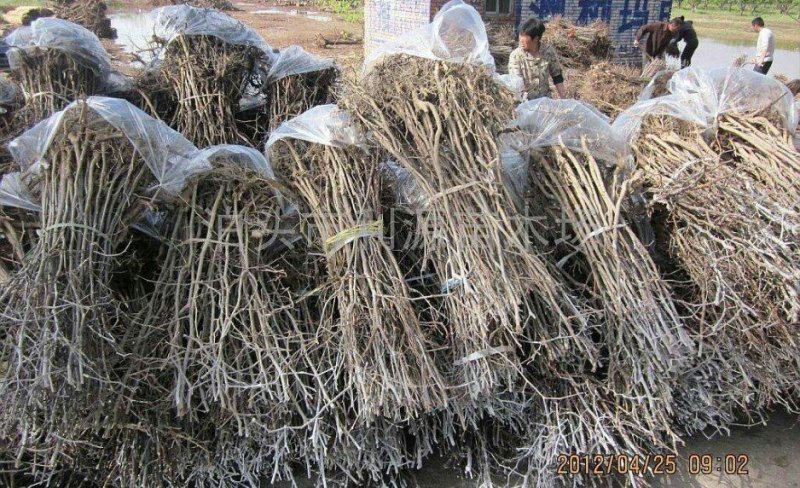 枣树苗大量现货供应可以实地考察
