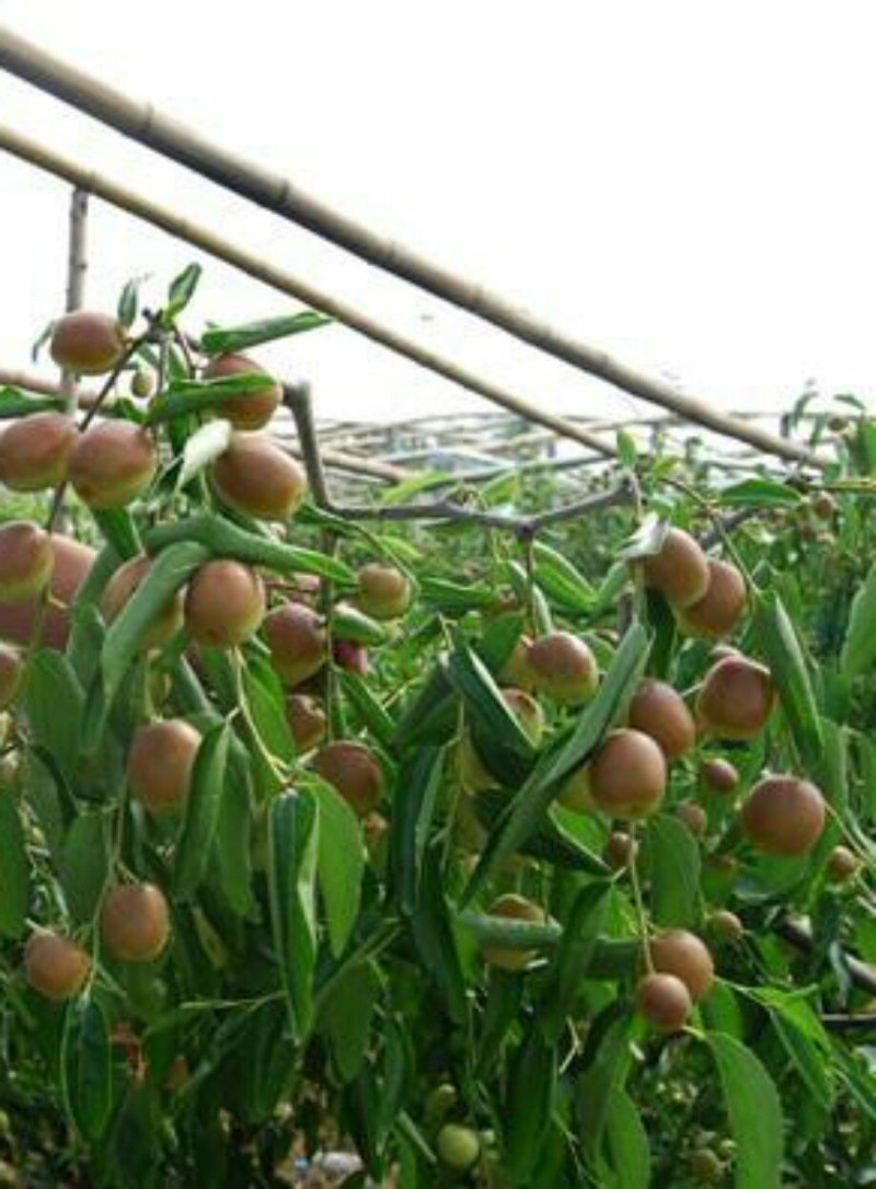 枣树苗大量现货供应可以实地考察