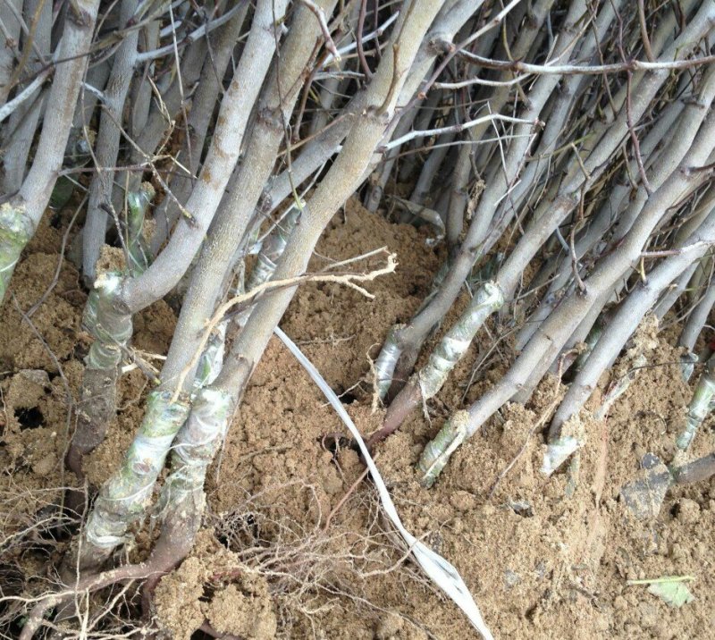 枣树苗大量现货供应可以实地考察