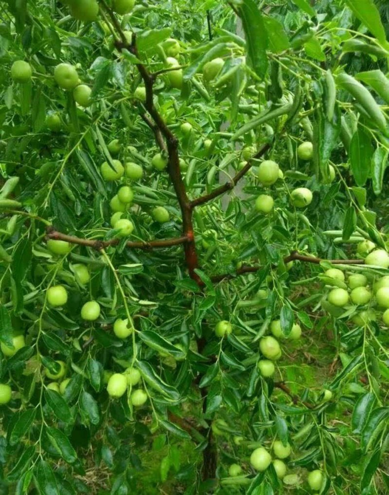 枣树苗大量现货供应可以实地考察