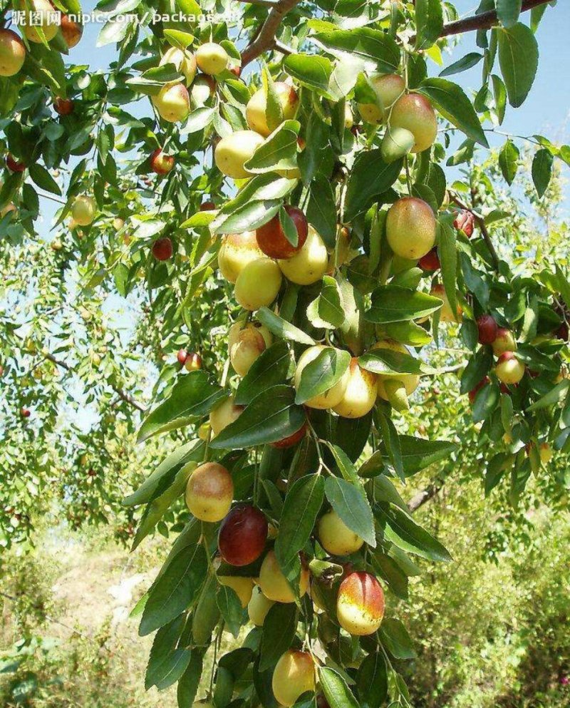 枣树苗大量现货供应可以实地考察