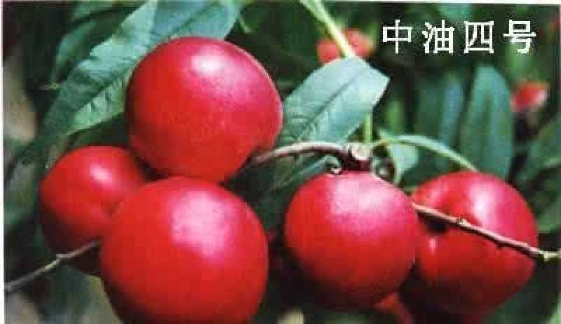 油桃苗大量现货供应可以实地考察