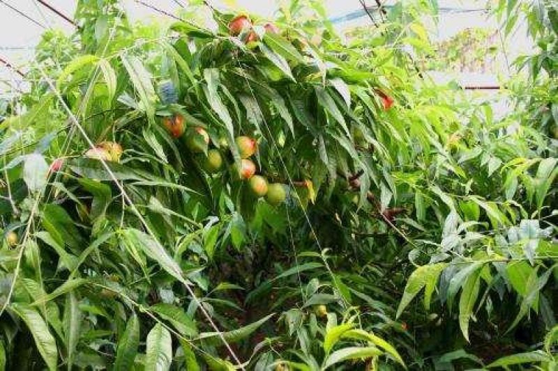 油桃苗大量现货供应可以实地考察