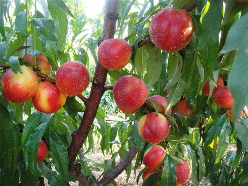 油桃苗大量现货供应可以实地考察