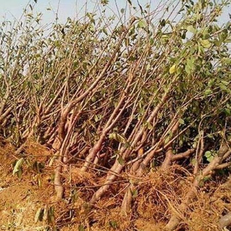 油桃苗大量现货供应可以实地考察