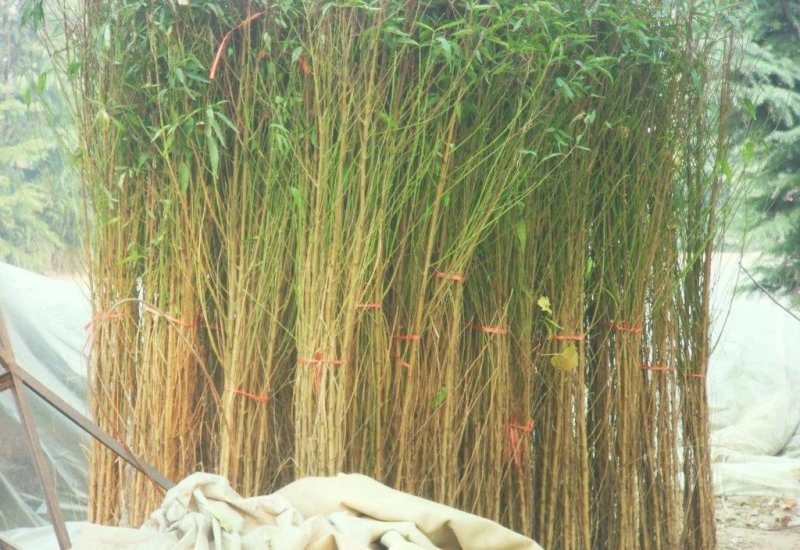 油桃苗大量现货供应可以实地考察