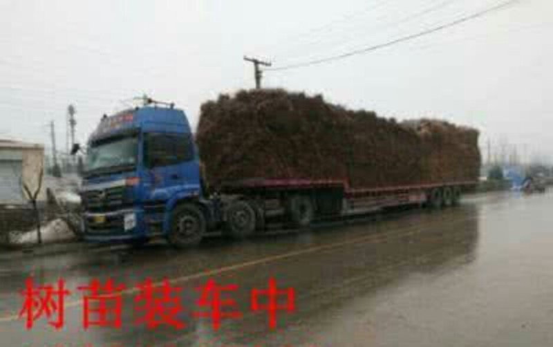 油桃苗大量现货供应可以实地考察